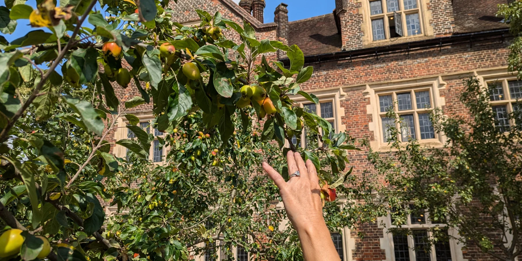 Apple Picking & Pressing Day